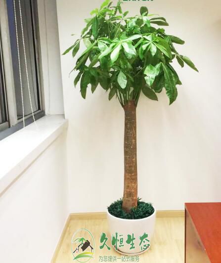 湖州吴兴花卉租赁公司介绍室内租摆