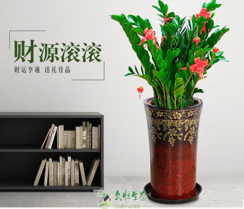 湖州吴兴金钱树